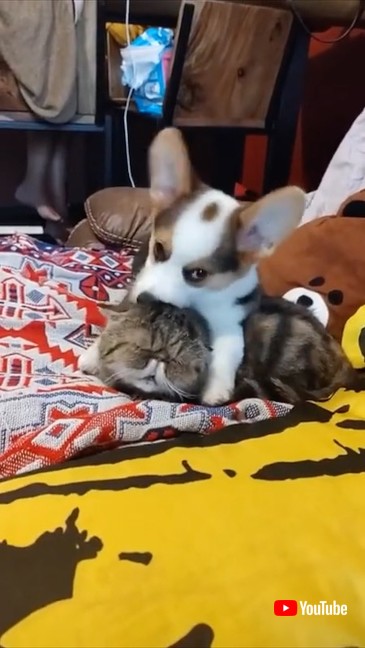 犬と猫の兄弟