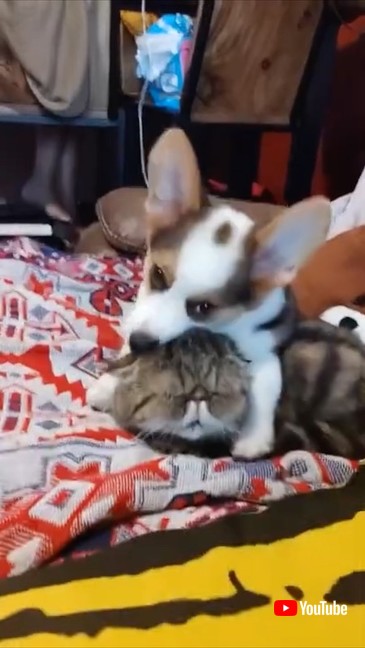 猫の表情