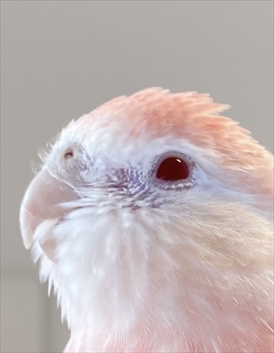 アキクサインコの瞳