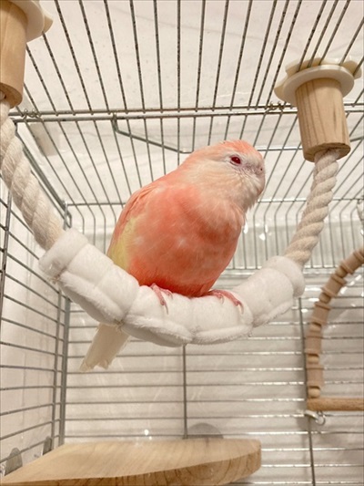 アキクサインコとロープ