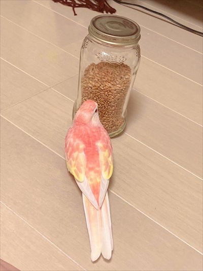 瓶をツンツンするアキクサインコ