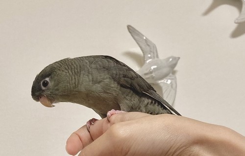 さざなみインコのモブくん