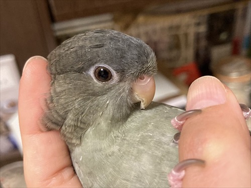 抱っこされるサザナミインコ