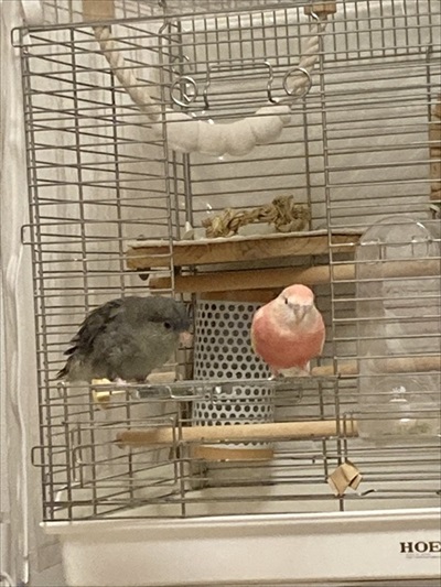 アキクサインコとサザナミインコ