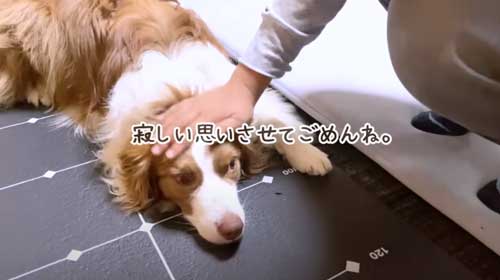 いじけるワンコ