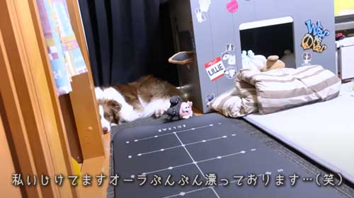 いじけるワンコ