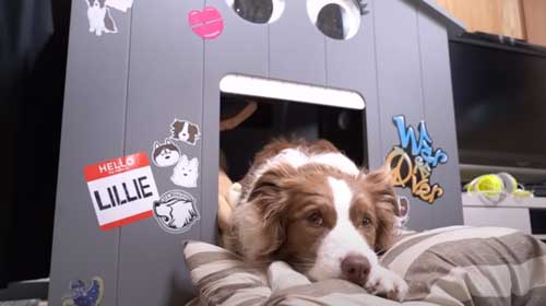 寂しそうなワンコ