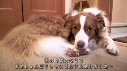 お兄ちゃんを待つワンコ