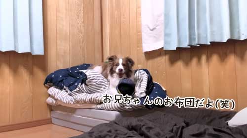 布団の上で待つワンコ