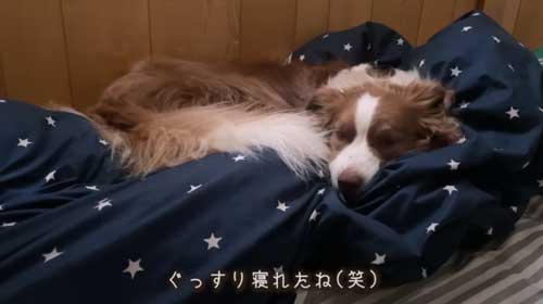 寝るワンコ
