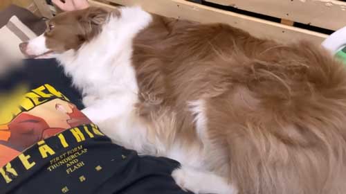 幸せそうなワンコ