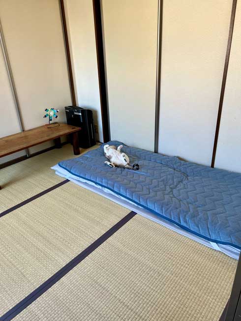 Nクールに落ちている猫