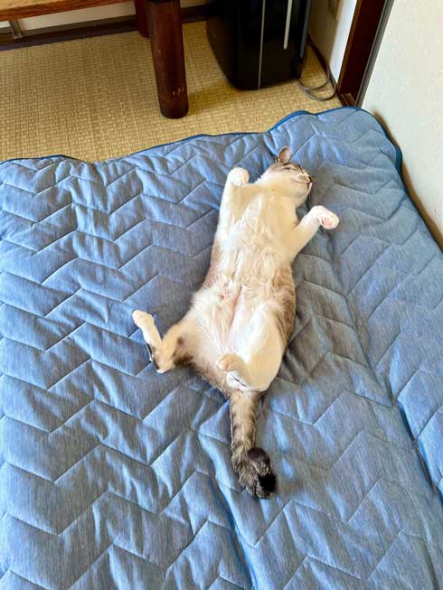 Nクールで寝る猫そんなに良いのか……