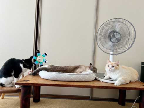 クーラーと扇風機と猫