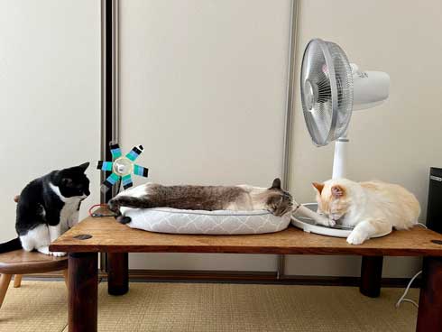気持ちよさそうな猫たち