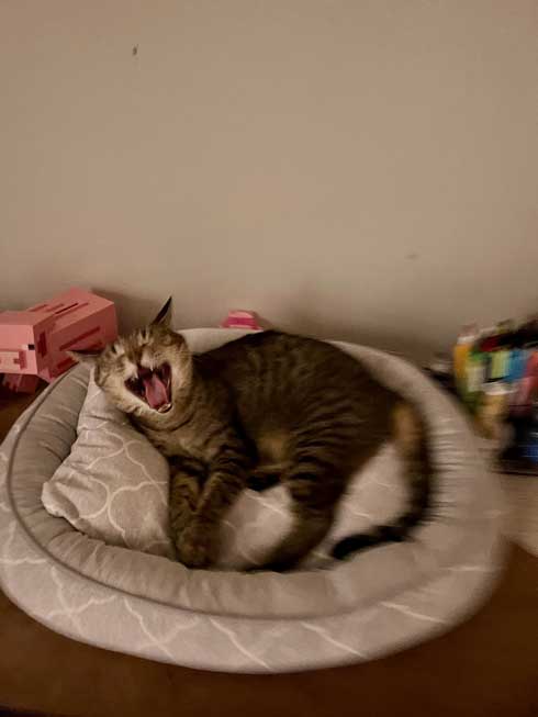 Nクールに勝てない猫