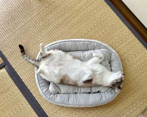 猫とNクール