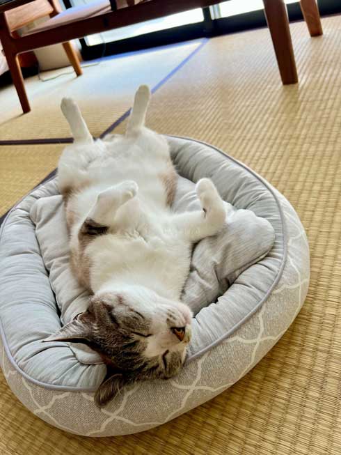 寝る猫とNクールの座布団