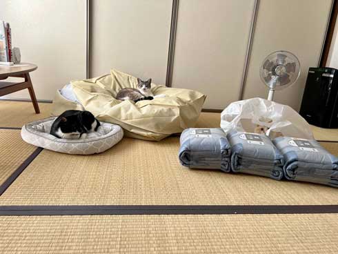猫2匹とNクール