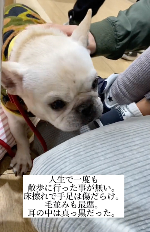 上からみたフレンチブルドッグ