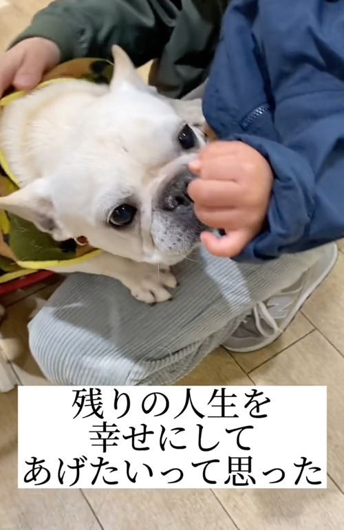 フレンチブルドッグの表情