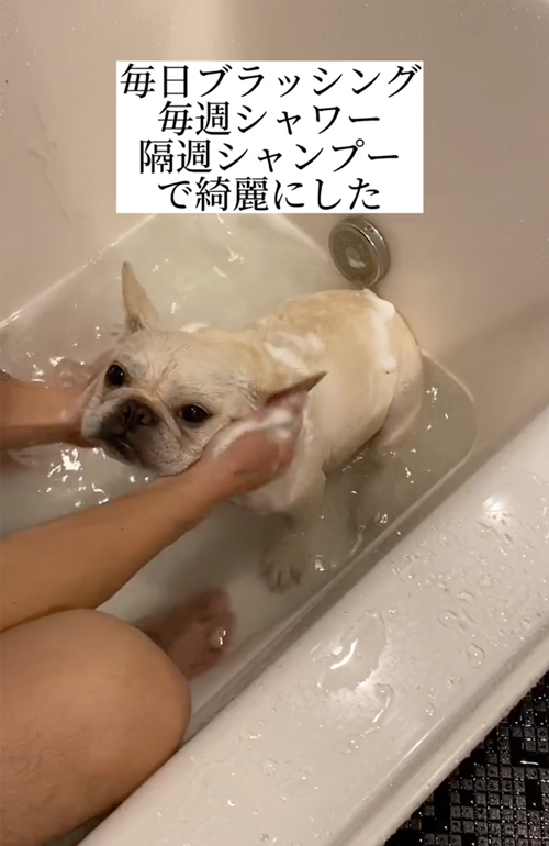 お風呂に入るフレンチブルドッグ