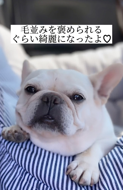 みちがえるほど綺麗になったフレンチブルドッグ