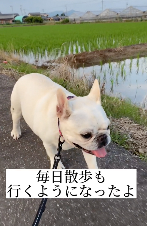 お散歩にいくフレンチブルドッグ