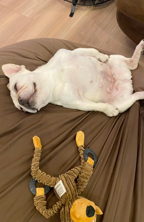 ソファーで寝るフレンチブルドッグ