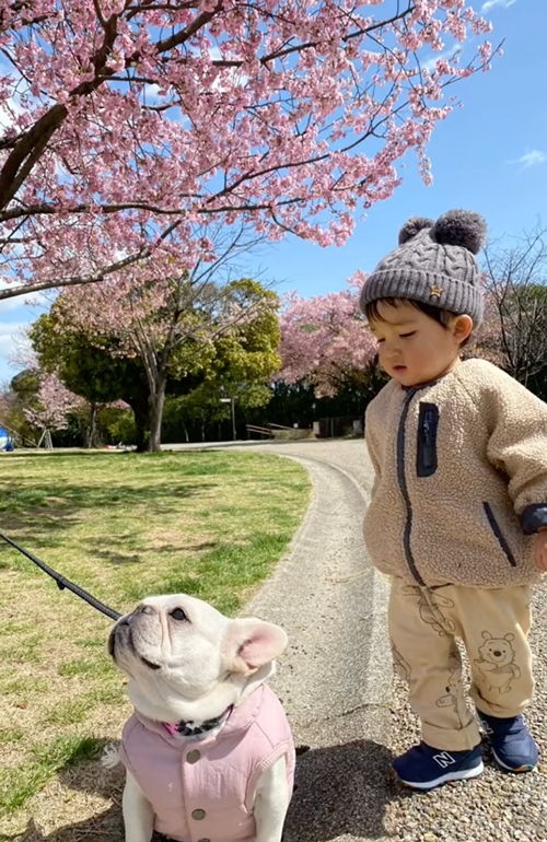 フレンチブルドッグと息子