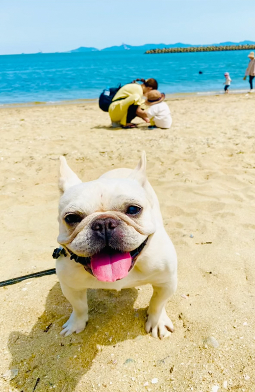 海でニコニコするフレンチブルドッグ