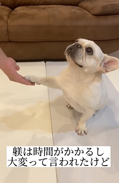 しつけを覚えるフレンチブルドッグ