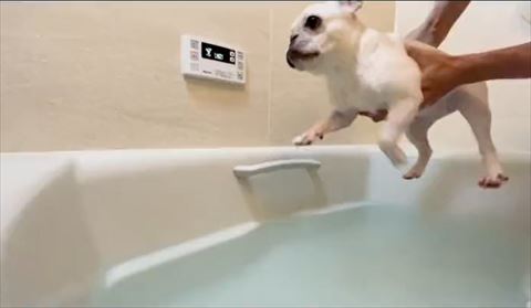 ブルドッグ着水