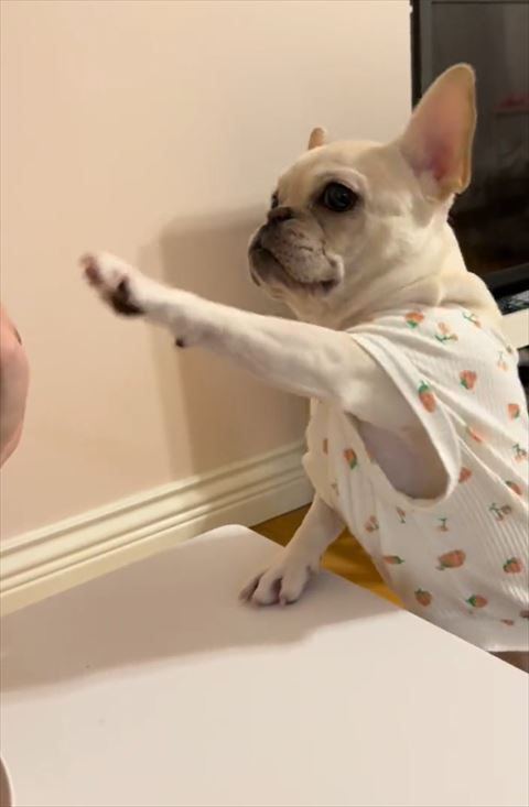 お手てを伸ばすフレンチブルドッグ