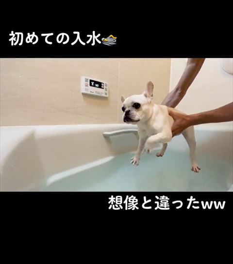 右前足をピーンするフレンチブルドッグ