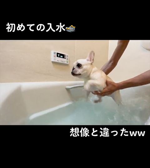 後ろ足がお風呂に入るフレンチブルドッグ
