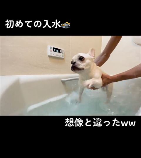 右前足以外お風呂の中のフレンチブルドッグ