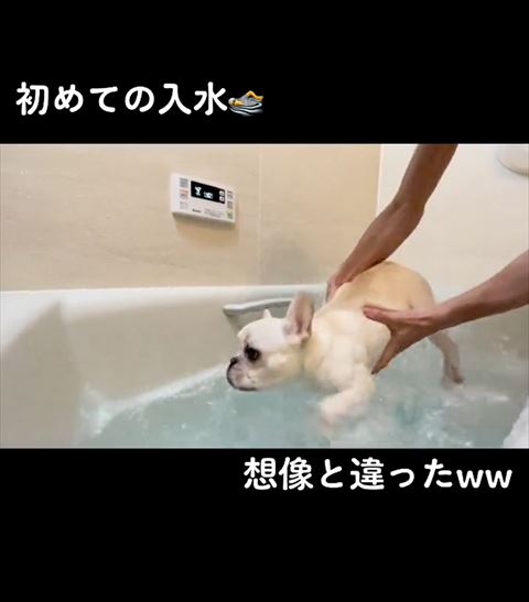 頭を低くするフレンチブルドッグ