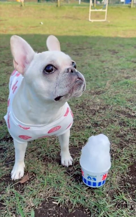 かき氷とフレンチブルドッグ