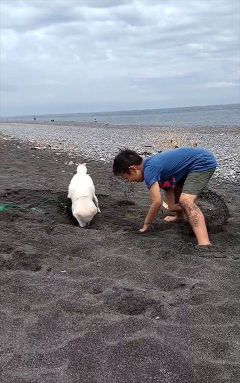 奥まで掘り進めるハクくん