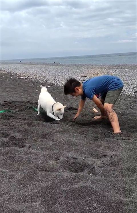 息子さんの方を掘るハクくん
