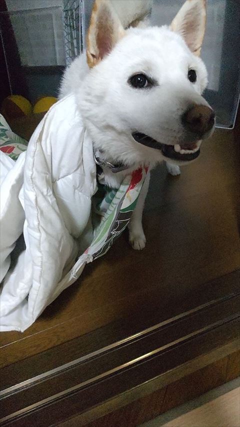 クッションを破いて巻きつけた