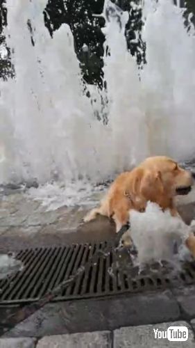 噴水で涼むゴールデンレトリバー