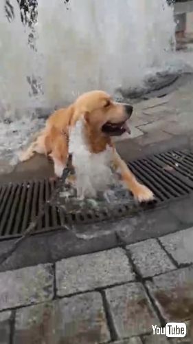 噴水で涼むゴールデンレトリバー