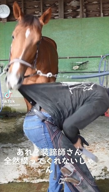 装蹄師さんにかまって欲しくなったお馬さん