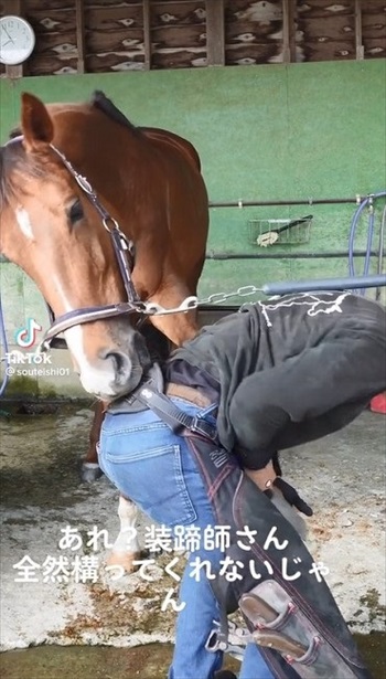 装蹄師さんにかまって欲しくなったお馬さん