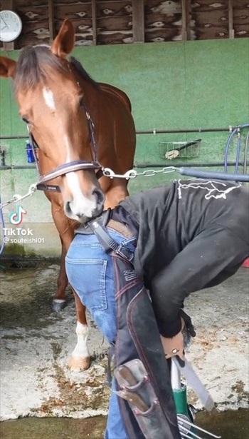 装蹄師さんにかまって欲しくなったお馬さん