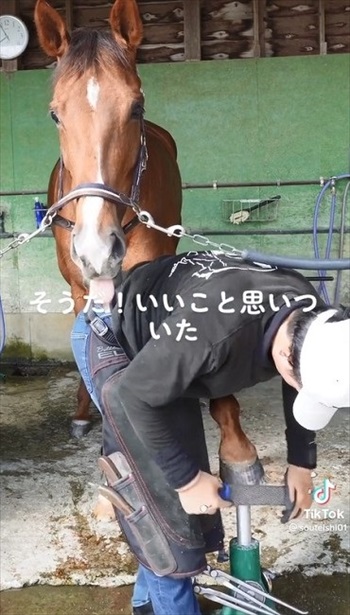 装蹄師さんにかまって欲しくなったお馬さん