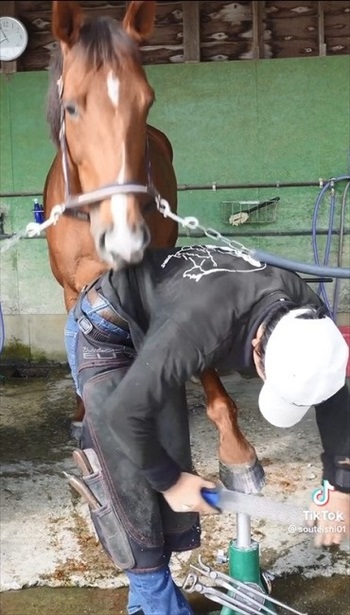 装蹄師さんにかまって欲しくなったお馬さん