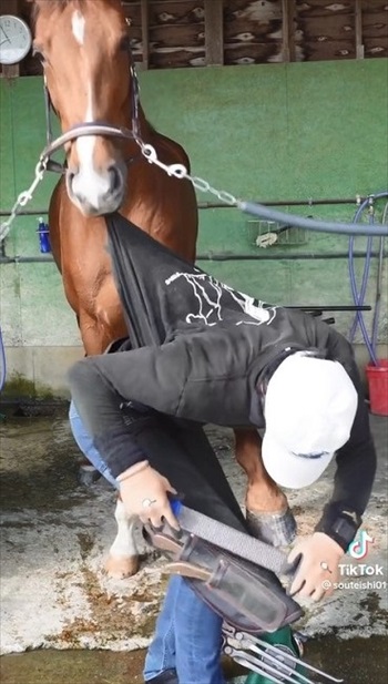 装蹄師さんにかまって欲しくなったお馬さん